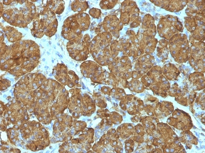 Formalin-fixed, paraffin-embedded human Pancreas stained with Cytochrome C Monoclonal Antibody (CYCS/11).