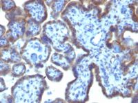 Formalin-fixed, paraffin-embedded Human Placenta stained with MAML3 Monoclonal Antibody (MAML3/133).