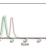 Flow Cytometry of human Cyclin D1 on MCF-7 Cells. Black: Cells alone; Green: Isotype Control; Red: PE-labeled Cyclin D1 Monoclonal Antibody (DCS-6).