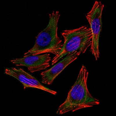 Confocal Immunofluorescent analysis of A258 cells using AF488-labeled S1B Monoclonal Antibody (4C4.9) (Green). F-actin filaments were labeled with DyLight 554 Phalloidin (red). DAPI was used to stain the cell nuclei (blue).