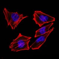 Confocal Immunofluorescent analysis of A258 cells using AF488-labeled Isotype Control Monoclonal Antibody (IgG2a) (Green). F-actin filaments were labeled with DyLight 554 Phalloidin (red). DAPI was used to stain the cell nuclei (blue). (Negative Control)