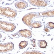 Formalin-fixed, paraffin-embedded human Testis stained with gp1 / Melanosome Monoclonal Antibody (PMEL/783).