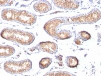 Formalin-fixed, paraffin-embedded human Testis stained with gp1 / Melanosome Monoclonal Antibody (PMEL/783).