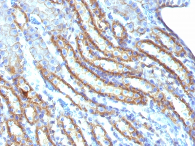 Formalin-fixed, paraffin-embedded Mouse Kidney stained with Spectrin beta III Monoclonal Antibody (SPTBN2/1247).