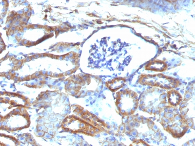 Formalin-fixed, paraffin-embedded Mouse Kidney stained with Spectrin beta III Monoclonal Antibody (SPTBN2/1584).
