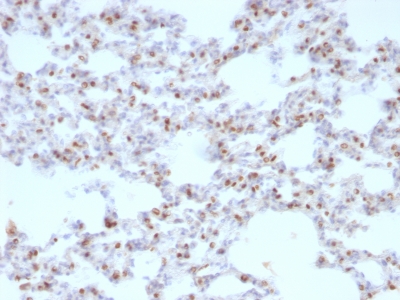 Formalin-fixed, paraffin-embedded Rat Lung stained with TTF-1 Monoclonal Antibody (NX2.1/69)