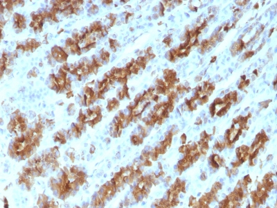 Formalin-fixed, paraffin-embedded Rat Stomach stained with TNF alpha Monoclonal Antibody (TNFA/1172)