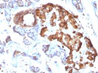 Formalin-fixed, paraffin-embedded Rat Pancreas stained with TNF alpha Monoclonal Antibody (TNFA/1172)