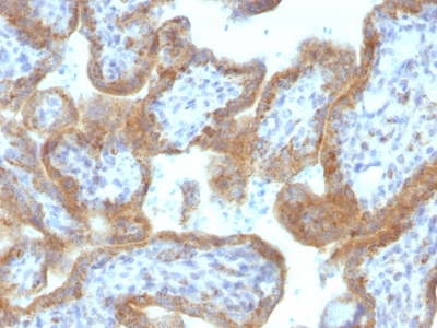 Formalin-fixed, paraffin-embedded Human Placenta stained with MAML2 Monoclonal Antibody (MAML2/132).