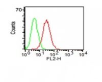 Flow Cytometry of KG-1 cells using CD34 Monoclonal Antibody (HPCA1/1171) (red) & isotype control (green).