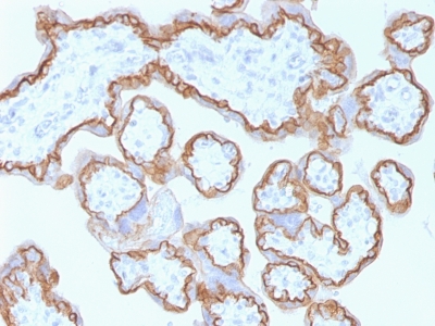 Formalin-paraffin human Placenta stained with E-Cadherin MAb (CDH1/1525).