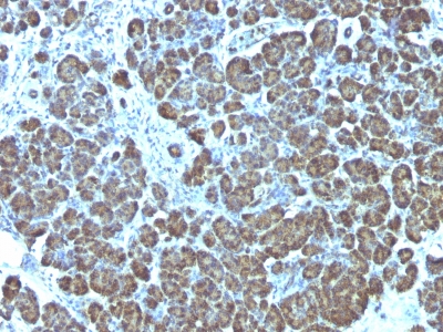 Formalin-fixed, paraffin-embedded human Pancreas stained with Mitochondria Monoclonal Antibody (113-1).