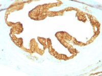 Formalin-fixed, paraffin-embedded Rat Oviduct with Cytokeratin, pan Monoclonal Antibody cocktail (KRTL/177 + KRTH/176).