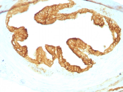 Formalin-fixed, paraffin-embedded Rat Oviduct with Cytokeratin, pan Monoclonal Antibody cocktail (KRTL/177 + KRTH/176).