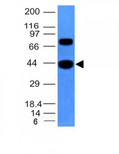Western Blot of hSKM Cell Lysate using Muscle Specific Actin Monoclonal Antibody (MSA/953)