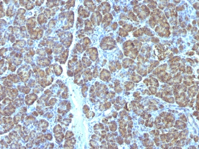 Formalin-fixed, paraffin-embedded human Pancreas stained with Mitochondria Monoclonal Antibody (MTC719).