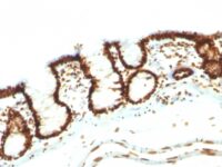 Formalin-fixed, paraffin-embedded Rat Colon stained with Pan-Nuclear Ag Monoclonal Antibody (NM16).