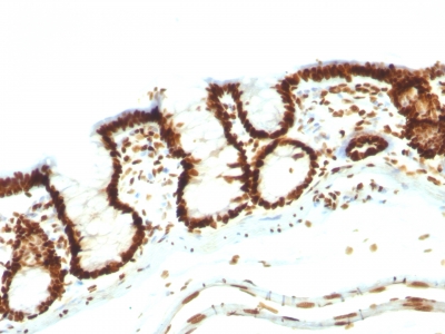 Formalin-fixed, paraffin-embedded Rat Colon stained with Pan-Nuclear Ag Monoclonal Antibody (NM16).