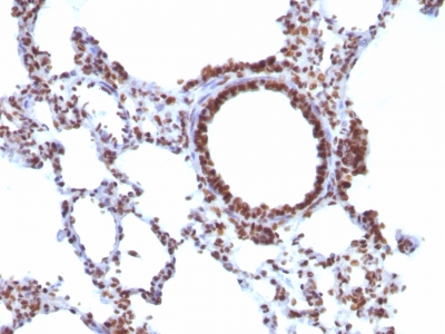 Formalin-fixed, paraffin-embedded Rat Lung stained with Pan-Nuclear Ag Monoclonal Antibody (NM16).