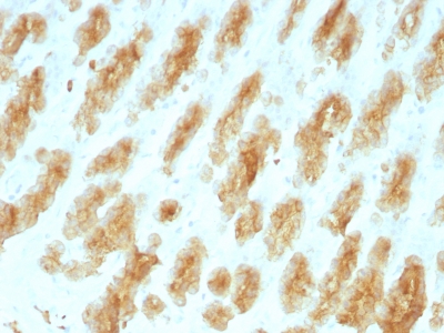 Formalin paraffin Rat Stomach with Cytokeratin, HMW Monoclonal Antibody (KRTL/177).