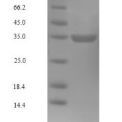 SDS-PAGE separation of QP10035 followed by commassie total protein stain results in a primary band consistent with reported data for CDK4. These data demonstrate Greater than 90% as determined by SDS-PAGE.
