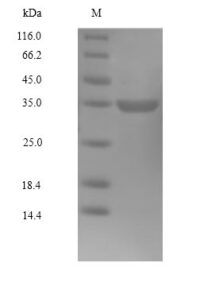 SDS-PAGE separation of QP10035 followed by commassie total protein stain results in a primary band consistent with reported data for CDK4. These data demonstrate Greater than 90% as determined by SDS-PAGE.