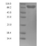 SDS-PAGE separation of QP10044 followed by commassie total protein stain results in a primary band consistent with reported data for PLK1 / PLK-1. These data demonstrate Greater than 90% as determined by SDS-PAGE.