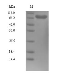 SDS-PAGE separation of QP10044 followed by commassie total protein stain results in a primary band consistent with reported data for PLK1 / PLK-1. These data demonstrate Greater than 90% as determined by SDS-PAGE.