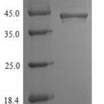 SDS-PAGE separation of QP10054 followed by commassie total protein stain results in a primary band consistent with reported data for Chitinase domain-containing protein 1. These data demonstrate Greater than 90% as determined by SDS-PAGE.