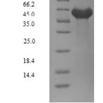 SDS-PAGE separation of QP10058 followed by commassie total protein stain results in a primary band consistent with reported data for DYRK2