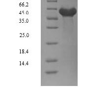 SDS-PAGE separation of QP10058 followed by commassie total protein stain results in a primary band consistent with reported data for DYRK2