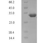 SDS-PAGE separation of QP10060 followed by commassie total protein stain results in a primary band consistent with reported data for Cdc42 / Rac. These data demonstrate Greater than 90% as determined by SDS-PAGE.