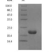 SDS-PAGE separation of QP10075 followed by commassie total protein stain results in a primary band consistent with reported data for Erythropoietin / EPO. These data demonstrate Greater than 90% as determined by SDS-PAGE.