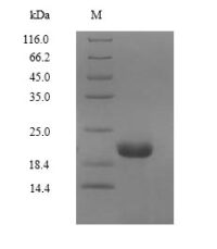 SDS-PAGE separation of QP10075 followed by commassie total protein stain results in a primary band consistent with reported data for Erythropoietin / EPO. These data demonstrate Greater than 90% as determined by SDS-PAGE.