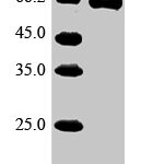 SDS-PAGE separation of QP10081 followed by commassie total protein stain results in a primary band consistent with reported data for Glypican-3. These data demonstrate Greater than 90% as determined by SDS-PAGE.