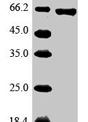 SDS-PAGE separation of QP10081 followed by commassie total protein stain results in a primary band consistent with reported data for Glypican-3. These data demonstrate Greater than 90% as determined by SDS-PAGE.