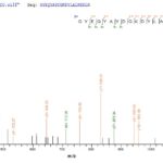 SEQUEST analysis of LC MS/MS spectra obtained from a run with QP10083 identified a match between this protein and the spectra of a peptide sequence that matches a region of HLA-G.