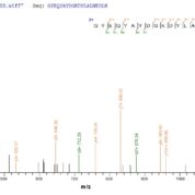 SEQUEST analysis of LC MS/MS spectra obtained from a run with QP10083 identified a match between this protein and the spectra of a peptide sequence that matches a region of HLA-G.