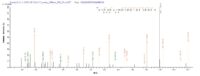 SEQUEST analysis of LC MS/MS spectra obtained from a run with QP10083 identified a match between this protein and the spectra of a peptide sequence that matches a region of HLA-G.