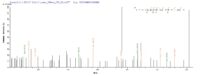 Additional SEQUEST analysis of the LC MS/MS spectra from QP10083 identified an additional between this protein and the spectra of another peptide sequence that matches a region of HLA-G confirming successful recombinant synthesis.