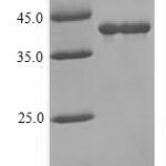 SDS-PAGE separation of QP10085 followed by commassie total protein stain results in a primary band consistent with reported data for Lutropin-choriogonadotropic hormone receptor. These data demonstrate Greater than 90% as determined by SDS-PAGE.