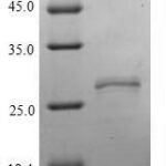 SDS-PAGE separation of QP10093 followed by commassie total protein stain results in a primary band consistent with reported data for Neurexophilin-2. These data demonstrate Greater than 90% as determined by SDS-PAGE.