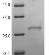 SDS-PAGE separation of QP10093 followed by commassie total protein stain results in a primary band consistent with reported data for Neurexophilin-2. These data demonstrate Greater than 90% as determined by SDS-PAGE.