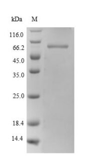 SDS-PAGE separation of QP10096 followed by commassie total protein stain results in a primary band consistent with reported data for Polypyrimidine tract-binding protein 1. These data demonstrate Greater than 90% as determined by SDS-PAGE.