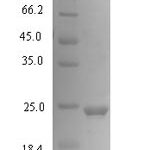 SDS-PAGE separation of QP1010 followed by commassie total protein stain results in a primary band consistent with reported data for CXCL1 / MGSA / NAP-3. These data demonstrate Greater than 90% as determined by SDS-PAGE.