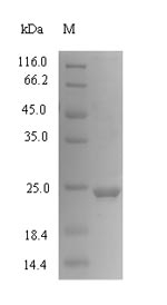 SDS-PAGE separation of QP1010 followed by commassie total protein stain results in a primary band consistent with reported data for CXCL1 / MGSA / NAP-3. These data demonstrate Greater than 90% as determined by SDS-PAGE.