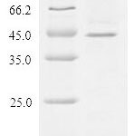 SDS-PAGE separation of QP10107 followed by commassie total protein stain results in a primary band consistent with reported data for Zona pellucida sperm-binding protein 3. These data demonstrate Greater than 90% as determined by SDS-PAGE.