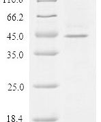 SDS-PAGE separation of QP10107 followed by commassie total protein stain results in a primary band consistent with reported data for Zona pellucida sperm-binding protein 3. These data demonstrate Greater than 90% as determined by SDS-PAGE.