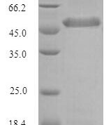 SDS-PAGE separation of QP10121 followed by commassie total protein stain results in a primary band consistent with reported data for PTX3 / Pentraxin 3 / TSG-14. These data demonstrate Greater than 90% as determined by SDS-PAGE.