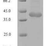 SDS-PAGE separation of QP10131 followed by commassie total protein stain results in a primary band consistent with reported data for Tripartite motif-containing protein 72. These data demonstrate Greater than 90% as determined by SDS-PAGE.